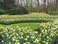 Keukenhof